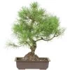 Waldkiefer, Bonsai, 18 Jahre, 56cm 1 Waldkiefer, Bonsai, 18 Jahre, 56cm -Empfohlener Shop für Topfpflanzen opinsyl181 30