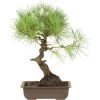 Waldkiefer, Bonsai, 18 Jahre, 47cm -Empfohlener Shop für Topfpflanzen opinsyl181 31