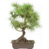 Waldkiefer, Bonsai, 18 Jahre, 46cm -Empfohlener Shop für Topfpflanzen opinsyl181 32