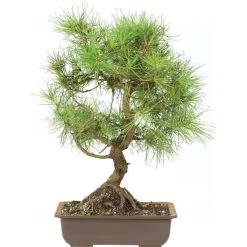 Waldkiefer, Bonsai, 18 Jahre, 46cm