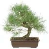Waldkiefer, Bonsai, 18 Jahre, 43cm 2 Waldkiefer, Bonsai, 18 Jahre, 43cm -Empfohlener Shop für Topfpflanzen opinsyl181 35