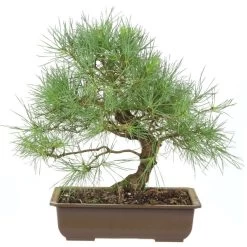 Waldkiefer, Bonsai, 18 Jahre, 43cm