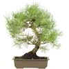 Waldkiefer, Bonsai, 18 Jahre, 51cm -Empfohlener Shop für Topfpflanzen opinsyl181 45