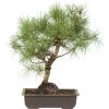 Waldkiefer, Bonsai, 18 Jahre, 53cm 1 Waldkiefer, Bonsai, 18 Jahre, 53cm -Empfohlener Shop für Topfpflanzen opinsyl181 50