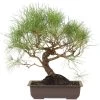 Waldkiefer, Bonsai, 18 Jahre, 49cm 2 Waldkiefer, Bonsai, 18 Jahre, 49cm -Empfohlener Shop für Topfpflanzen opinsyl181 54