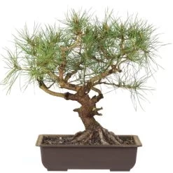 Waldkiefer, Bonsai, 18 Jahre, 38cm