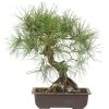 Waldkiefer, Bonsai, 18 Jahre, 39cm -Empfohlener Shop für Topfpflanzen opinsyl181 63