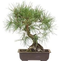 Waldkiefer, Bonsai, 18 Jahre, 39cm