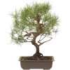Waldkiefer, Bonsai, 18 Jahre, 43cm -Empfohlener Shop für Topfpflanzen opinsyl181 65