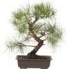 Waldkiefer, Bonsai, 18 Jahre, 42cm 1 Waldkiefer, Bonsai, 18 Jahre, 42cm -Empfohlener Shop für Topfpflanzen opinsyl181 69