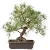 Waldkiefer, Bonsai, 18 Jahre, 48cm -Empfohlener Shop für Topfpflanzen opinsyl181 75
