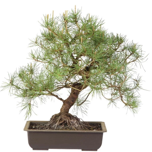 Waldkiefer, Bonsai, 18 Jahre, 48cm 3 Waldkiefer, Bonsai, 18 Jahre, 48cm