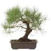 Waldkiefer, Bonsai, 18 Jahre, 41cm -Empfohlener Shop für Topfpflanzen opinsyl181 76