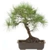 Waldkiefer, Bonsai, 18 Jahre, 45cm -Empfohlener Shop für Topfpflanzen opinsyl181 77