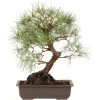 Waldkiefer, Bonsai, 18 Jahre, 40cm 1 Waldkiefer, Bonsai, 18 Jahre, 40cm -Empfohlener Shop für Topfpflanzen opinsyl181 94