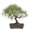 Waldkiefer, Bonsai, 18 Jahre, 44cm 1 Waldkiefer, Bonsai, 18 Jahre, 44cm -Empfohlener Shop für Topfpflanzen opinsyl181 95