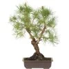 Waldkiefer, Bonsai, 18 Jahre, 50cm -Empfohlener Shop für Topfpflanzen opinsyl181 96