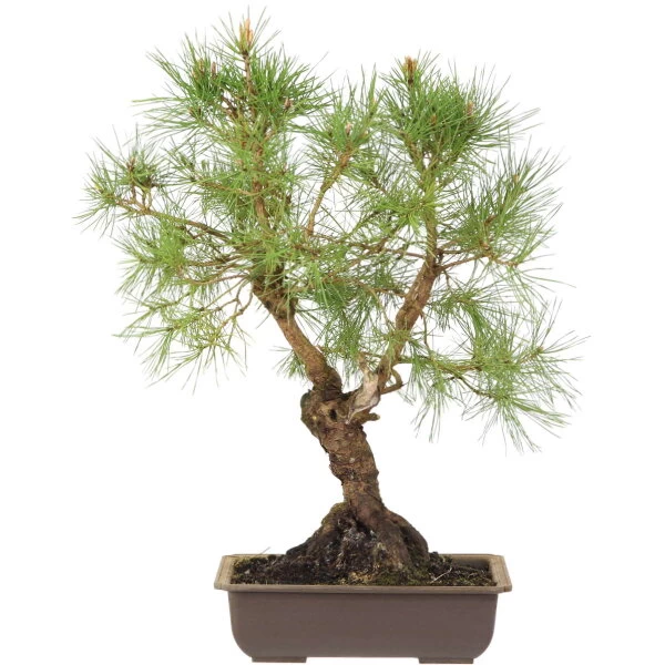 Waldkiefer, Bonsai, 18 Jahre, 50cm 3 Waldkiefer, Bonsai, 18 Jahre, 50cm