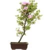 Satsuki Azalee, Bonsai, 14 Jahre, 61cm 1 Satsuki Azalee, Bonsai, 14 Jahre, 61cm -Empfohlener Shop für Topfpflanzen orhoind142 10