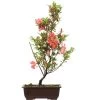 Satsuki Azalee, Bonsai, 14 Jahre, 55cm 2 Satsuki Azalee, Bonsai, 14 Jahre, 55cm -Empfohlener Shop für Topfpflanzen orhoind142 32