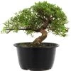Satsuki Azalee Sachin, Bonsai, 18 Jahre, 29cm -Empfohlener Shop für Topfpflanzen orhoind181 08