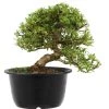 Satsuki Azalee Sachin, Bonsai, 18 Jahre, 30cm -Empfohlener Shop für Topfpflanzen orhoind181 11