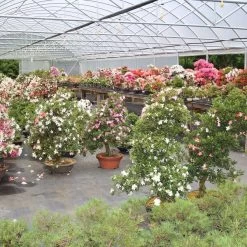 Satsuki Azalee Sachin, Bonsai, 18 Jahre, 30cm -Empfohlener Shop für Topfpflanzen orhoind181 114