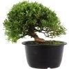 Satsuki Azalee Hi No Maru, Bonsai, 18 Jahre, 28cm -Empfohlener Shop für Topfpflanzen orhoind181 25