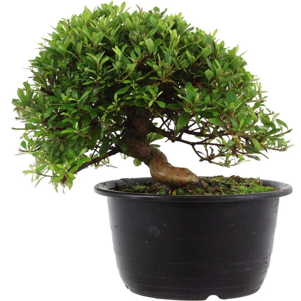 Satsuki Azalee Hi No Maru, Bonsai, 18 Jahre, 28cm 3 Satsuki Azalee Hi No Maru, Bonsai, 18 Jahre, 28cm