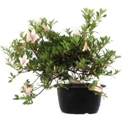 Satsuki Azalee Hi No Maru, Bonsai, 18 Jahre, 28cm 8 Satsuki Azalee Hi No Maru, Bonsai, 18 Jahre, 28cm -Empfohlener Shop für Topfpflanzen orhoind181 252
