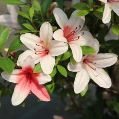 Satsuki Azalee Hi No Maru, Bonsai, 18 Jahre, 28cm 9 Satsuki Azalee Hi No Maru, Bonsai, 18 Jahre, 28cm -Empfohlener Shop für Topfpflanzen orhoind181 253