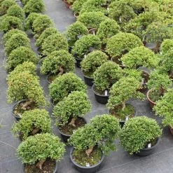 Satsuki Azalee Hi No Maru, Bonsai, 18 Jahre, 28cm 10 Satsuki Azalee Hi No Maru, Bonsai, 18 Jahre, 28cm -Empfohlener Shop für Topfpflanzen orhoind181 254