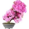Satsuki Azalee Shisen, Bonsai, 20 Jahre, 73cm 1 Satsuki Azalee Shisen, Bonsai, 20 Jahre, 73cm -Empfohlener Shop für Topfpflanzen orhoind202 02
