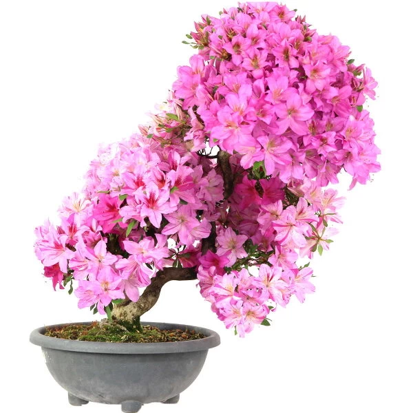 Satsuki Azalee Shisen, Bonsai, 20 Jahre, 73cm 3 Satsuki Azalee Shisen, Bonsai, 20 Jahre, 73cm