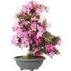 Satsuki Azalee Shisen, Bonsai, 20 Jahre, 71cm -Empfohlener Shop für Topfpflanzen orhoind202 03