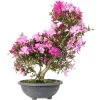 Satsuki Azalee Shisen, Bonsai, 20 Jahre, 71cm -Empfohlener Shop für Topfpflanzen orhoind202 06