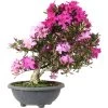 Satsuki Azalee Shisen, Bonsai, 20 Jahre, 62cm -Empfohlener Shop für Topfpflanzen orhoind202 08