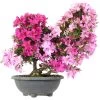 Satsuki Azalee Shisen, Bonsai, 20 Jahre, 60cm -Empfohlener Shop für Topfpflanzen orhoind202 10