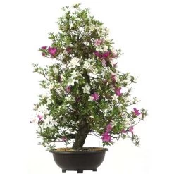 Satsuki Azalee Hoki, Bonsai, 35 Jahre, 123cm
