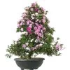 Satsuki Azalee Shien, Bonsai, 35 Jahre, 128cm -Empfohlener Shop für Topfpflanzen orhoind352 02