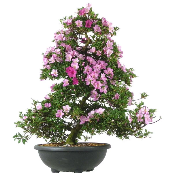 Satsuki Azalee Shien, Bonsai, 35 Jahre, 128cm 3 Satsuki Azalee Shien, Bonsai, 35 Jahre, 128cm