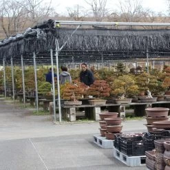 Satsuki Azalee Shien, Bonsai, 35 Jahre, 128cm 5 Satsuki Azalee Shien, Bonsai, 35 Jahre, 128cm -Empfohlener Shop für Topfpflanzen orhoind352 022