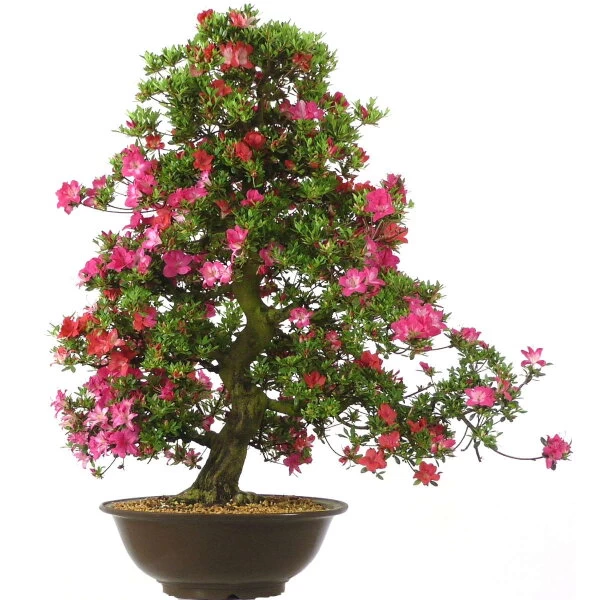 Satsuki Azalee Murasaki, Bonsai, 35 Jahre, 112cm 3 Satsuki Azalee Murasaki, Bonsai, 35 Jahre, 112cm