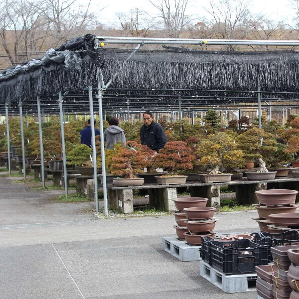 Satsuki Azalee Murasaki, Bonsai, 35 Jahre, 112cm 4 Satsuki Azalee Murasaki, Bonsai, 35 Jahre, 112cm – Bild 2