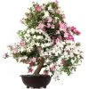Satsuki Azalee Juko, Bonsai, 35 Jahre, 116cm -Empfohlener Shop für Topfpflanzen orhoind352 04