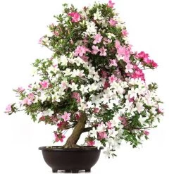 Satsuki Azalee Juko, Bonsai, 35 Jahre, 116cm