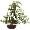 Satsuki Azalee Shinsei, Bonsai, 35 Jahre, 113cm -Empfohlener Shop für Topfpflanzen orhoind352 07