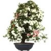 Satsuki Azalee Koki, Bonsai, 35 Jahre, 139cm -Empfohlener Shop für Topfpflanzen orhoind352 08