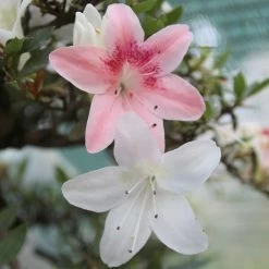 Satsuki Azalee Koki, Bonsai, 35 Jahre, 139cm -Empfohlener Shop für Topfpflanzen orhoind352 083