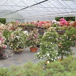 Satsuki Azalee Koki, Bonsai, 35 Jahre, 139cm -Empfohlener Shop für Topfpflanzen orhoind352 084